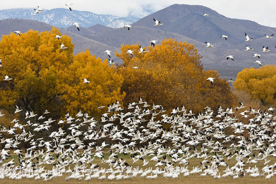Snow geese flock flying in Bosque del Apache, New Mexico