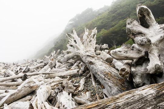 Driftwood along Pacific coast shoreline