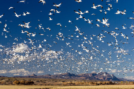 Snow geese flock flying over Bosque del Apache