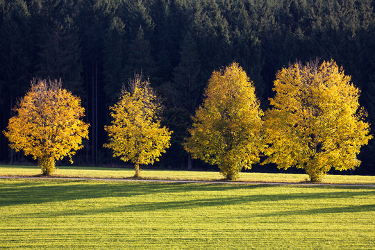 Maple trees with yellow autumn foliage in Upper Bavaria, Germany
