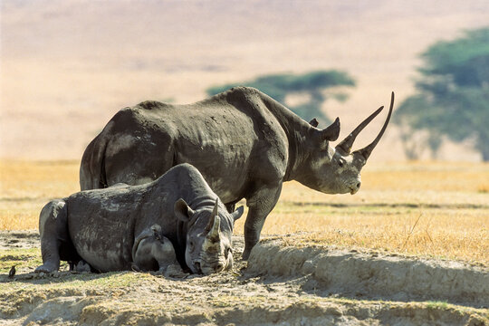 Black rhinoceros resting and standing Tanzania
