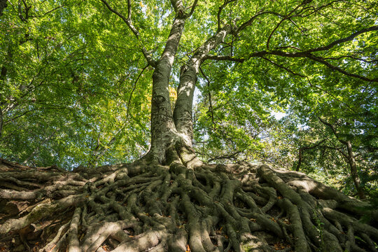 Old beech trees with exposed roots