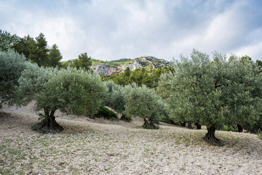 Olive trees in rocky orchard near buis-les-baronnies provence france