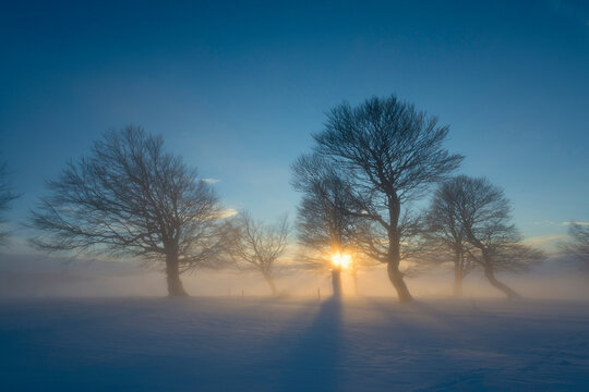 Snow-covered trees at sunset near Schauinsland by Freiburg