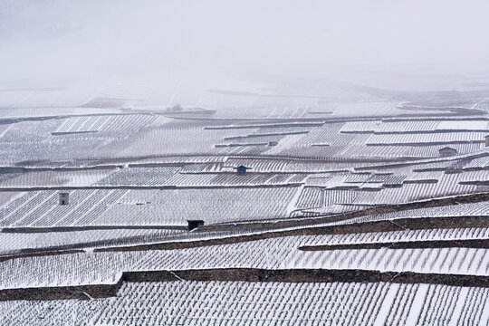 Snow-covered vineyard rows and terraces in swiss winter landscape