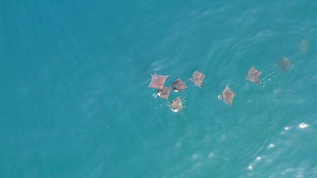 Top down drone shot of wild mobula rays swimming closely together near the surface of the clear blue ocean.