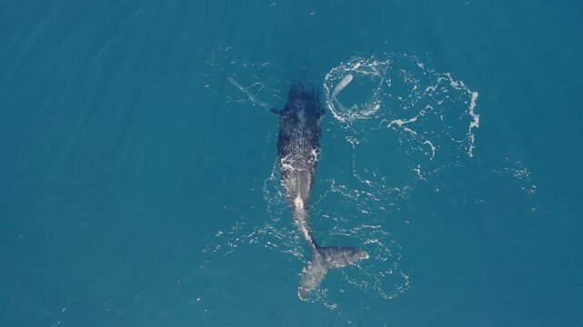 Top down drone shot of a wild humpback whale rolling on its back and flapping its long pectoral fins in clear blue ocean water.
