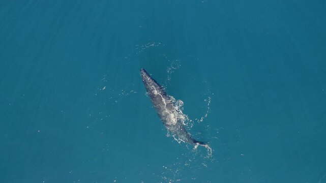 Drone view of a wild humpback whale exhaling through its blowhole and rolling sideways to show its pectoral fin in the ocean.