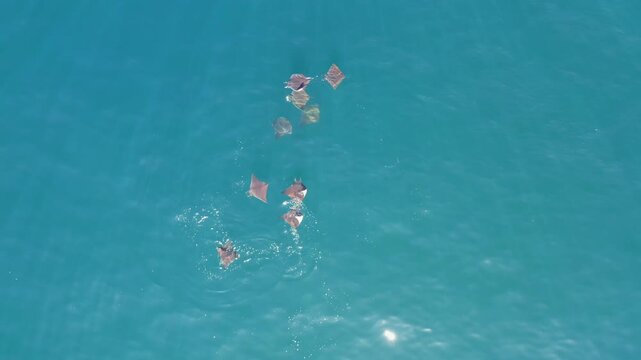 Aerial perspective of a group of wild mobula rays swimming and splashing on the surface of the blue sea in Mexico.