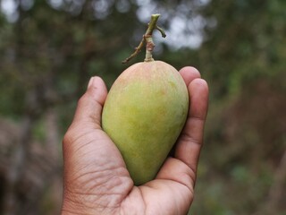 Close up, fresh mango fruit in someone's hand with blurred nature stripes in the background © Sabri