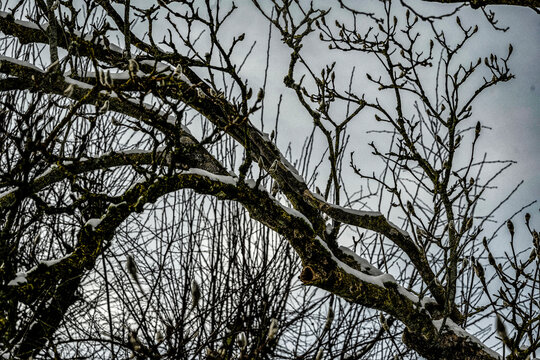 schnee ast baum