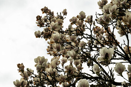 baum ast magnolie