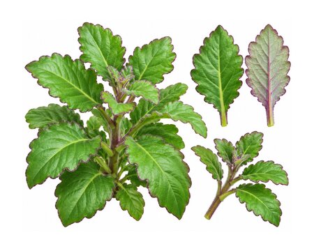 Daun Dewa (Gynura pseudochina) Medicinal Plant Botanical Illustration Isolated on White