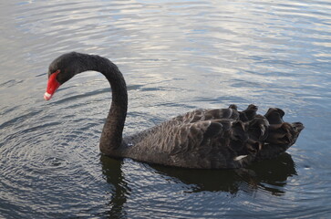 black swan on the water © Ethan.W