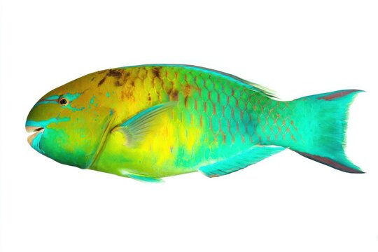 Vibrant parrotfish with green and yellow scales on a white background.