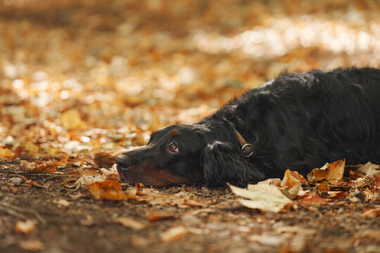 Gordon Setter lies on the woodland ground surrounded by dry golden foliage. Peaceful fall scene captures a resting companion during hiking and outdoor exploration.