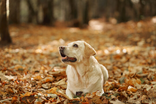 Labrador Retriever lies among fallen leaves on a woodland floor in fall. Warm seasonal colors create a peaceful setting for hiking, travel and outdoor adventure.