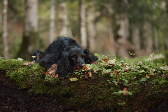Gordon Setter lies on a green mossy forest floor surrounded by fallen leaves. Quiet woodland scenery captures a peaceful canine moment during a fall outdoor adventure.