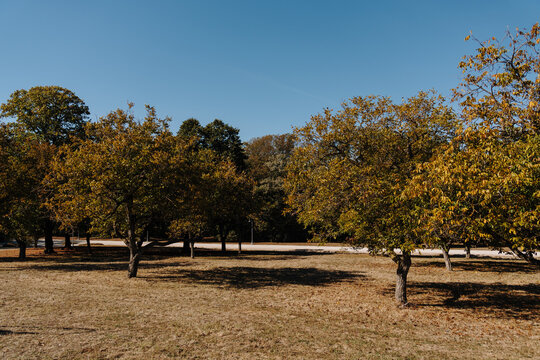 Golden autumn trees cast shadows across dry grass in Jajinci Memorial Park, Belgrade. The quiet landscape evokes seasonal change, reflection and peaceful walks.