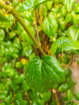 Top view of fresh green Peperomia pellucida sirih cina wild herbal plant leaves with water drops