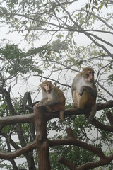 Two rhesus macaques sitting on a wooden railing in a misty forest, Zhangjiajie, China © Dmytro