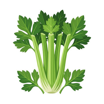 Green celery bunch with leaves illustration isolated on white