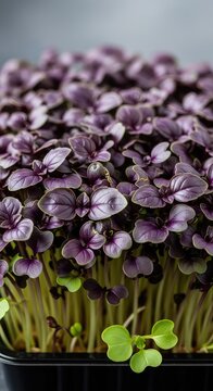 Vibrant organic purple basil microgreens growing in a container, showcasing deep violet leaves and green stems for a nutritious superfood, sprouts, plant, cooking