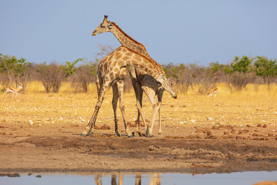 Two fighting male Giraffes (Giraffa camelopardalis), Etosha National Park Namibia