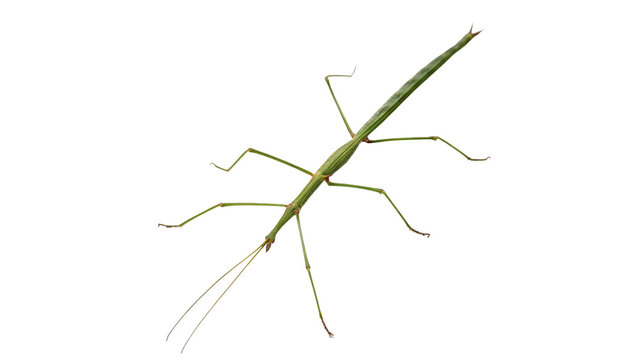 A slender green stick insect walking camouflage bug isolated on transparent background