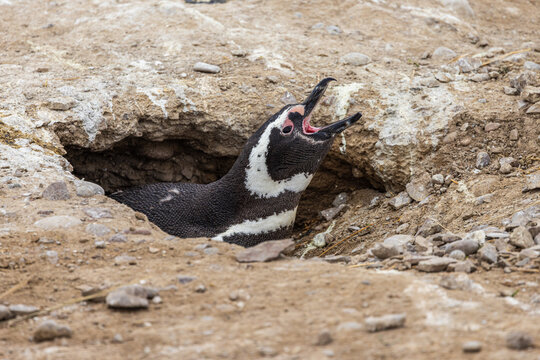 Magellanic penguin (Spheniscus magellanicus) calling from its nest in a burrow in a rookery at the east coast of Argentina