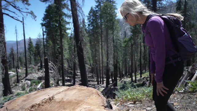 A mature woman explores the remains of giant sequoias in Sequoia National Monument, admiring their beauty and size.