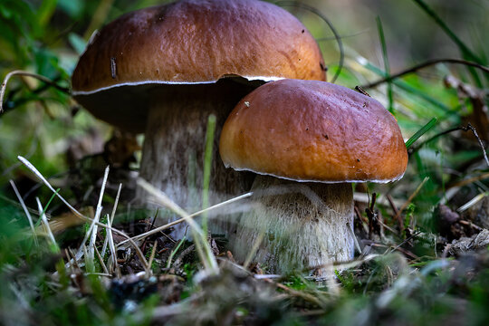 funghi porcini Italiani