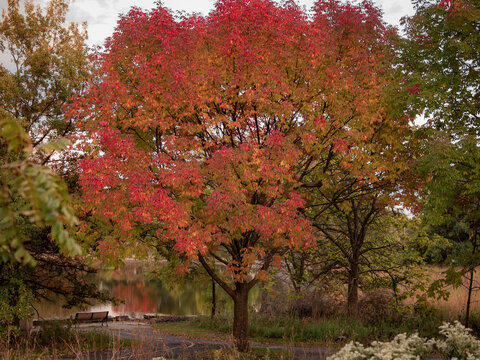 Vibrant red and orange autumn foliage glowing on a deciduous tree standing along a peaceful park lake on a serene fall day
