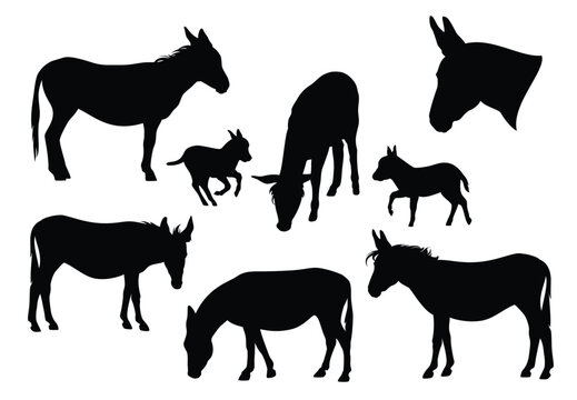 black and white vector donkey herd detailed silhouette set with baby foals - standing and grazing farm animals for livestock agriculture themes  realistic design
