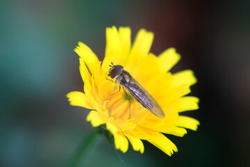 Tiny fly sitting on yellow flower © olena