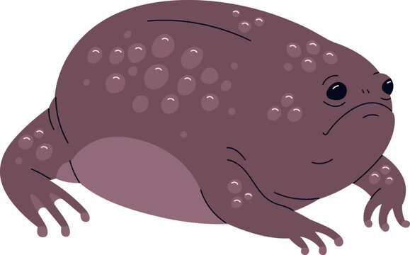 Plain rain frog with round plump ball-shaped body. African exotic rainfrog with lumps on brown skin. Tropical amphibian, south Tsitsikama species. Flat vector illustration isolated on white background