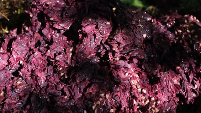 Grapes pomace background. Solid remains. Skins, pulp, and seeds. Little spider on grape pomace. Wine-making process.