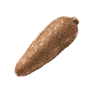 Brown cassava root with rough skin and cut end