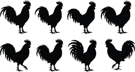 Black silhouette collection of farm rooster birds, featuring various standing and walking poses, isolated on white background for graphic design © MDRidwanulIslam