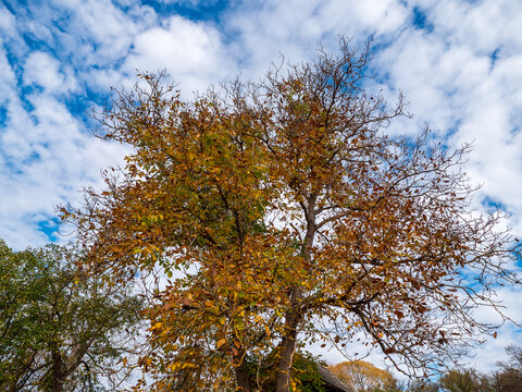 Autumn walnut tree (Juglans regia) with yellow and brown leaves and bare branches against a blue sky with white clouds. Low angle view of seasonal foliage and changing nature.