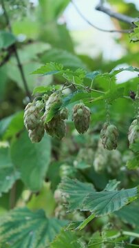 Close view of hop vines shows green leaves and developing cones, with natural light highlighting the climbing plant foliage outdoors.