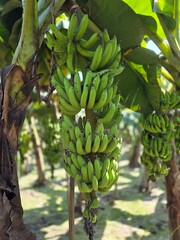 A bunch of fresh green bananas hanging from their stems in a banana plant. The focus on the bananas highlights their freshness and the stage before ripeness © MdAshaduzzaman