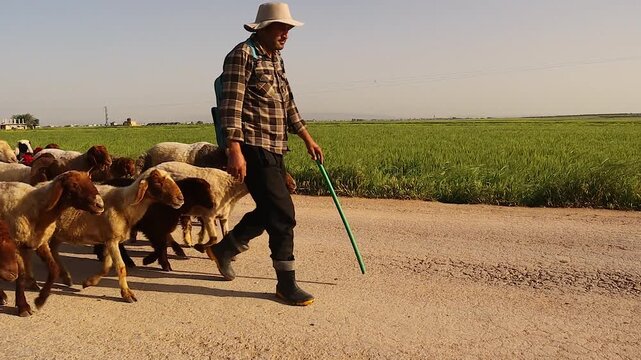 Syrian shepherd walks with a flock of sheep along a rural road beside green fields, capturing traditional livestock herding, agricultural life, pastoral culture, and countryside. Syria, Aleppo.