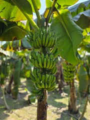 A bunch of fresh green bananas hanging from their stems in a banana plant. The focus on the bananas highlights their freshness and the stage before ripeness © MdAshaduzzaman