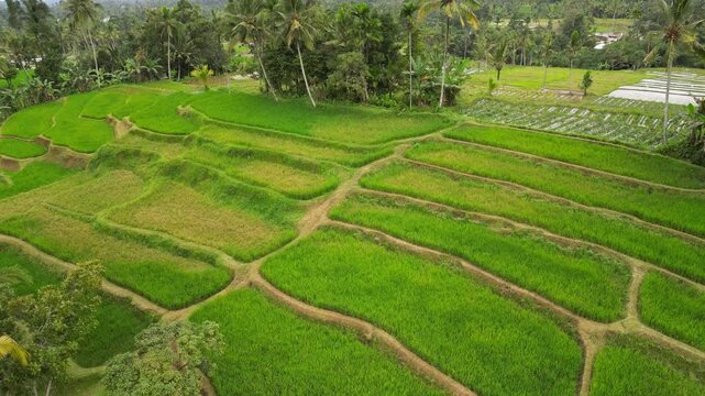 Village agriculture landscape in countryside of Indonesia. Rice agricultural land in East Java, Indonesia. Food security concept image. Food security in Asia