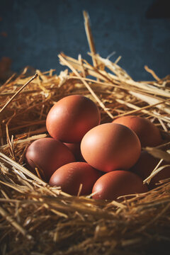 Brown eggs resting in straw nest in barn