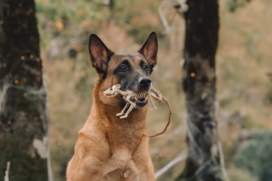 Belgian Malinois carries a small skeleton prop in its mouth during Halloween. Fall woodland background adds a spooky seasonal setting to the canine portrait.