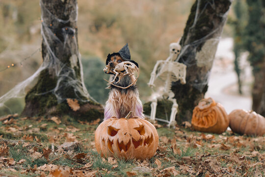 Yorkshire Terrier wears a pointed costume hat while posing on a carved pumpkin. Skeleton decoration and forest trees create a spooky autumn scene.