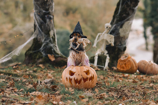 Yorkshire Terrier wears a pointed hat beside carved pumpkins and skeleton props. Autumn forest setting creates a playful spooky holiday scene with copy space.