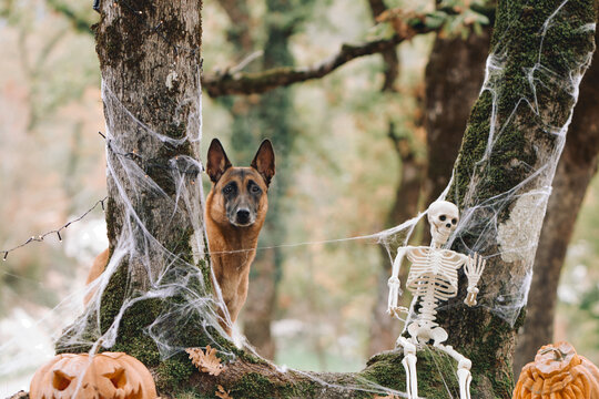 Belgian Malinois stands beside a skeleton among carved pumpkins and cobwebs. Autumn woodland scenery creates a mysterious seasonal pet setting.